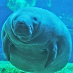 Manatee Deaths Rising After Increased Dock Permitting