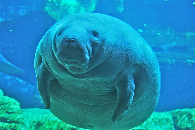 "Manatee at Sea World Orlando Mar 10" by Ahodges7 - Own work. Licensed under Creative Commons Attribution-Share Alike 3.0 via Wikimedia Commons - http://commons.wikimedia.org/wiki/File:Manatee_at_Sea_World_Orlando_Mar_10.JPG#mediaviewer/File:Manatee_at_Sea_World_Orlando_Mar_10.JPG Manatee Deaths Rising After Increased Dock Permitting