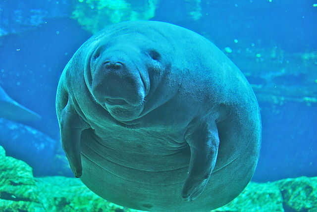 Manatee-Deaths-Rising-After-Increased-Dock-Permitting