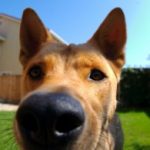 How to Make Car Rides Less Stressful for Pets