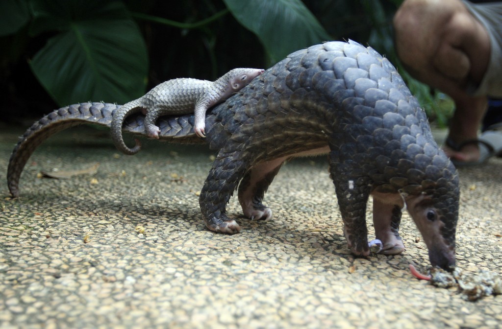 Cool Facts About the Pangolin