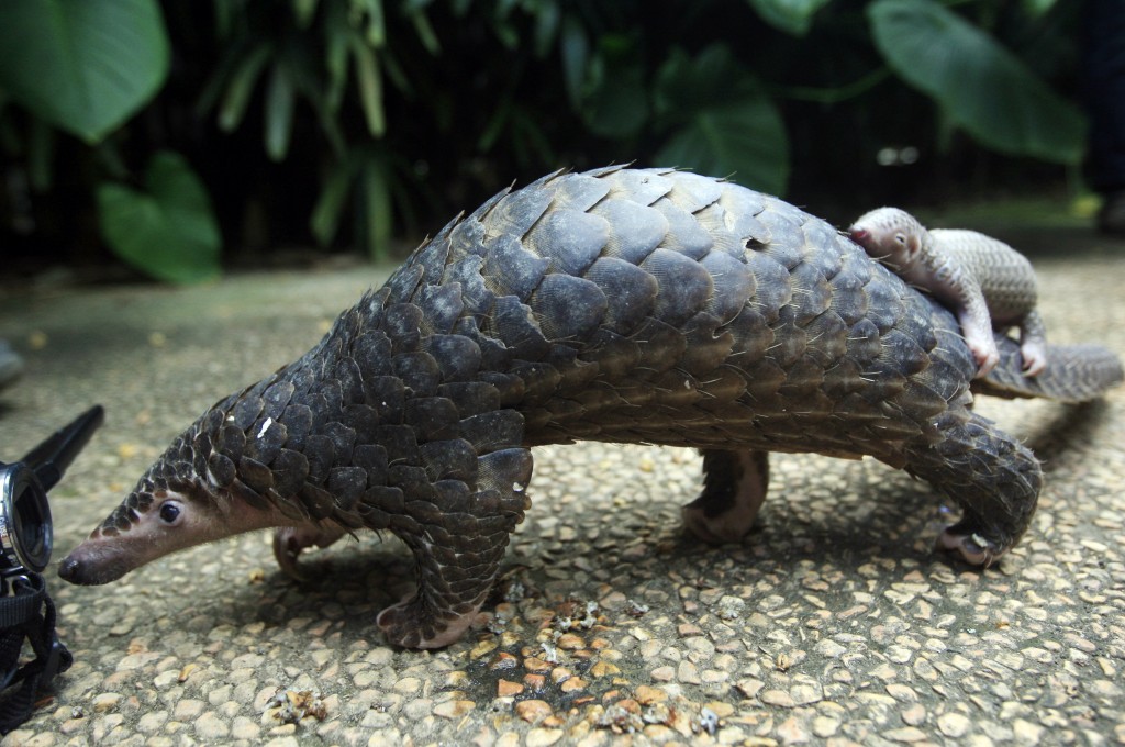 Cool Facts About the Pangolin