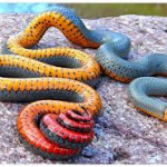 Top 10 Strangest Snakes in the World To Stay Away From