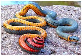 Top 10 Strangest Snakes in the World