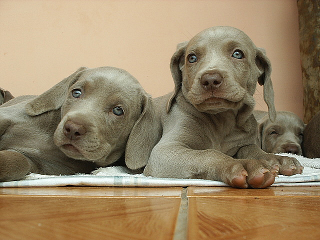 7 Questions to Ask Breeders Before Buying a Puppy