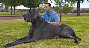 Zeus, Worlds Tallest Dog Dies at Age 5