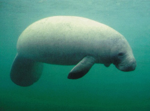 Manatee Deaths Rising After Increased Dock Permitting