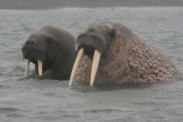 Pacific Walruses Stranged on Alaska Beach