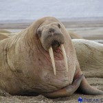 35,000 Pacific Walruses Stranded on Alaska Beach