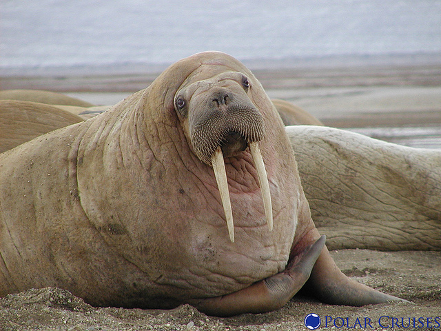 35,000 Pacific Walruses Stranded on Alaska Beach