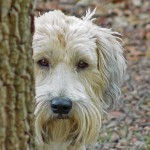 How to Rehabilitate An Abused Dog and Teach Him to Trust You