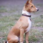 Little Known Dog Breeds and My Opinion on Mixed Breeds