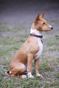 Little Known Dog Breeds