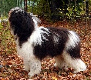 Little Known Dog Breeds