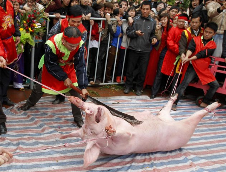 This brutal festival that takes place every year in February near Hanoi, Vietnam every year is archaic and barbaric. WARNING: Graphic Images