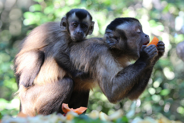 pet capuchin monkey