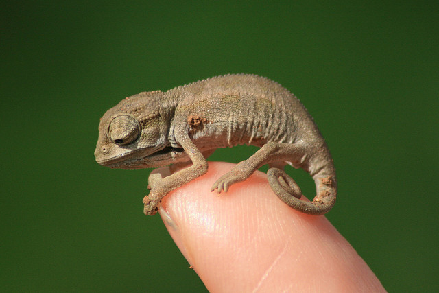 Do Chameleons Make Good Pets? What You Need to Know