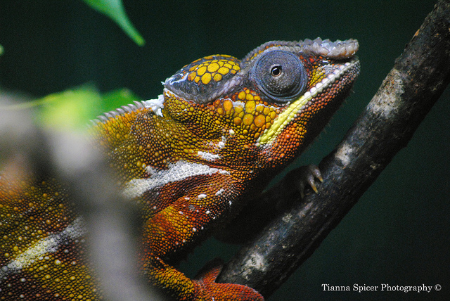 Do Chameleons Make Good Pets? What You Need to Know