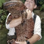 Giant Salamander from River in Japan a Curious Sight