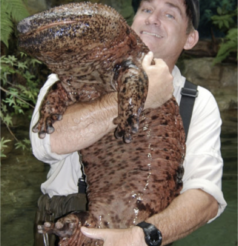 Giant Salamander from River in Japan a Curious Sight