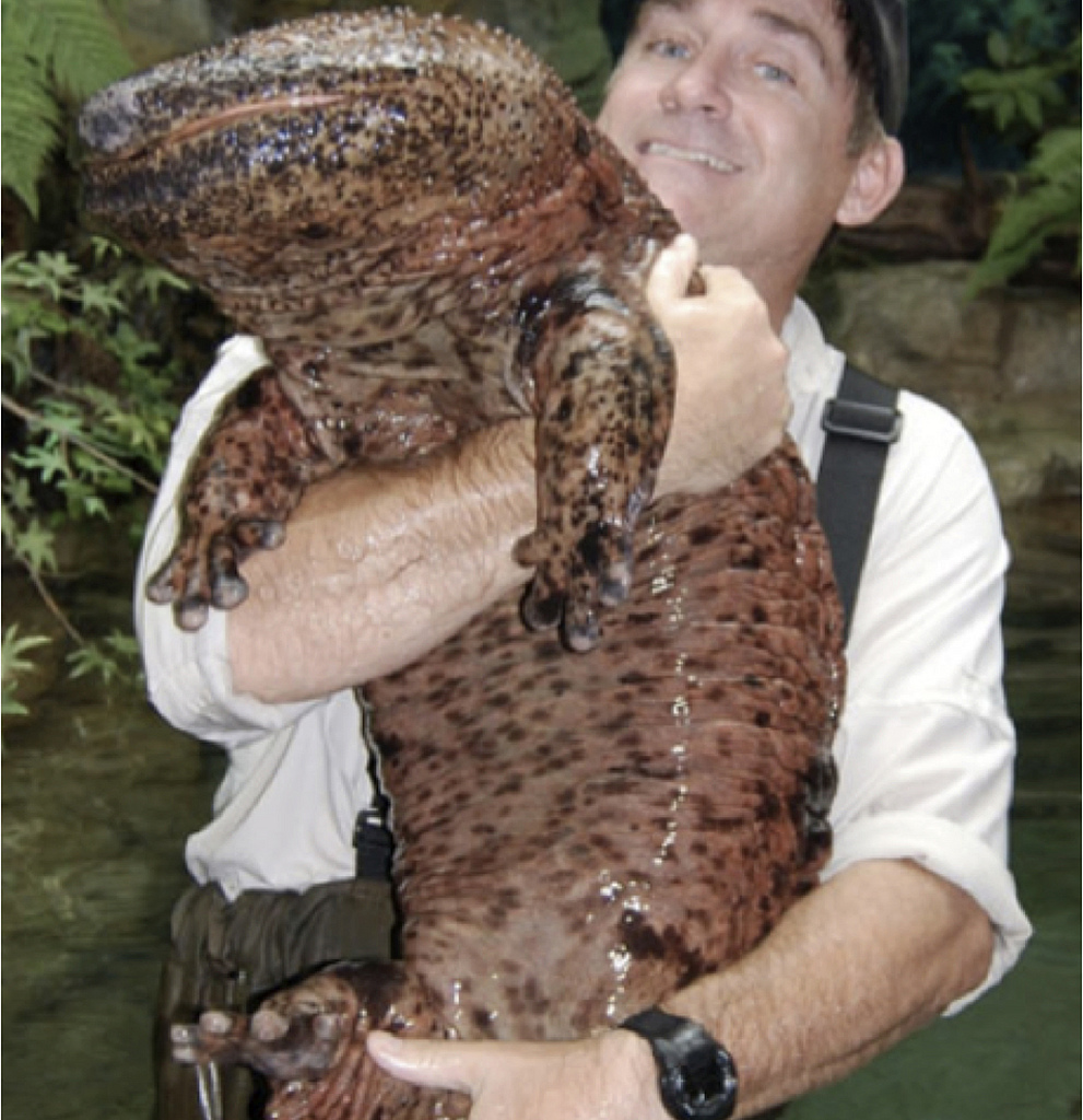 Giant-Salamander-Chinese-James-Joel-Flickr.jpg