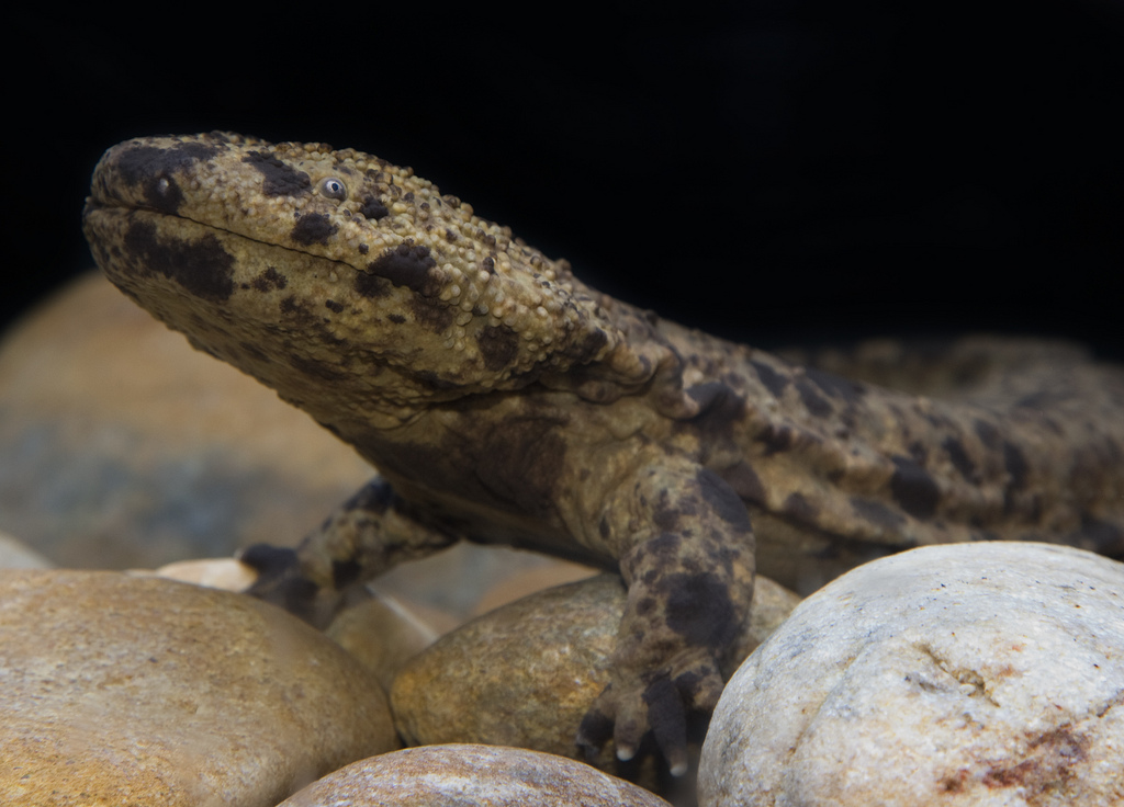 Giant Salamander from River in Japan a Curious Sight
