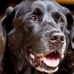 Care for Your Older Dog by Following These Guidelines