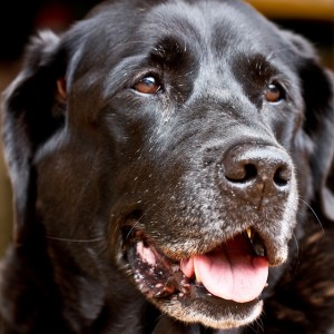 Follow these tips on how to care for your older dog