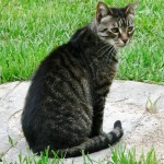 Should You Spay or Neuter Your Cat? Absolutely. Here’s why