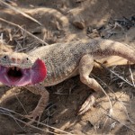 Secret Toadhead Agama, What Surprise Are They Hiding?