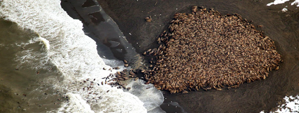 35,000 Pacific Walruses Stranded on Alaska Beach