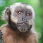 Capuchin Monkeys, Do These Primates Make Good Pets?