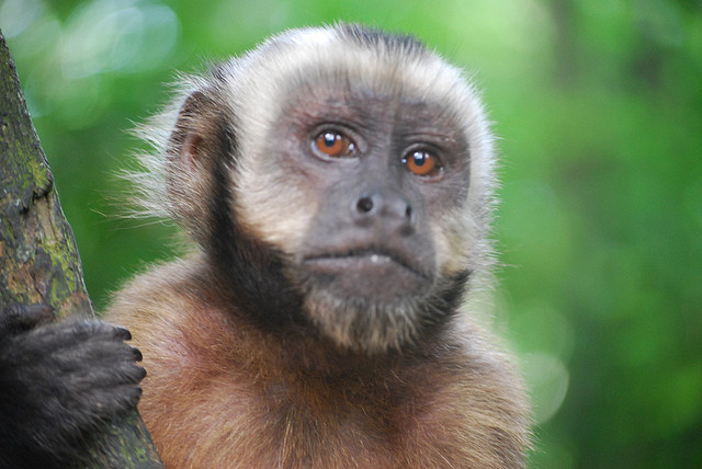 pet capuchin monkey