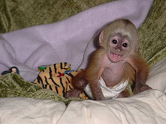 Capuchin Monkeys, Do These Primates Make Good Pets?