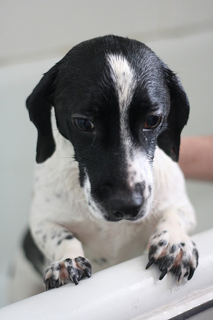 how to trim Your dog’s toenails