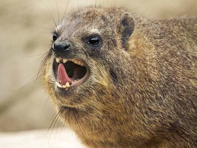 Rock Hyrax, the closest living relative to the elephant?