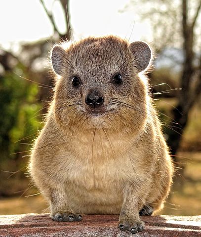 Rock Hyrax, the closest living relative to the elephant