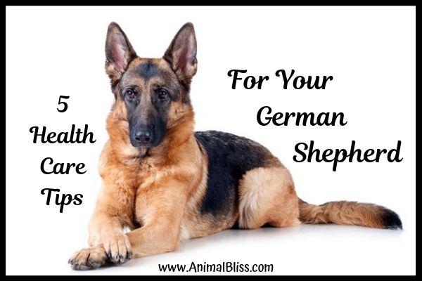 5 Health Care Tips for Your German Shepherd