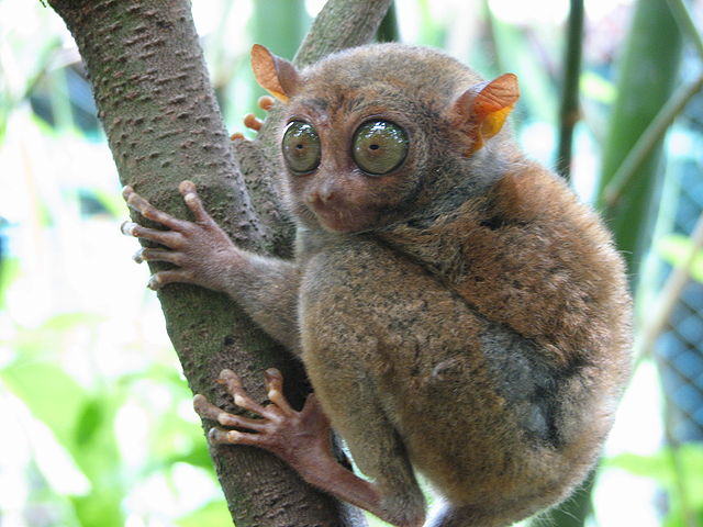 Tarsier, Erwin Bolwidt, Flickr