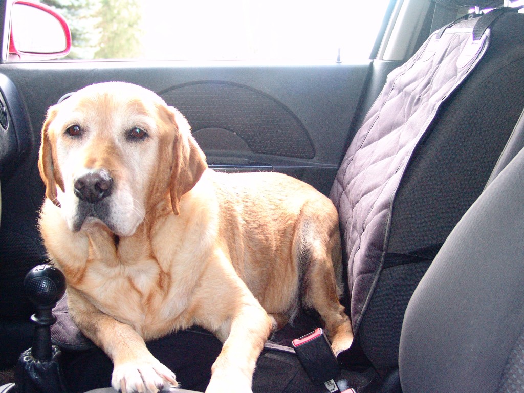 How Dog Seat Covers 4Knines Make Life Easier #seatcovers4Knines