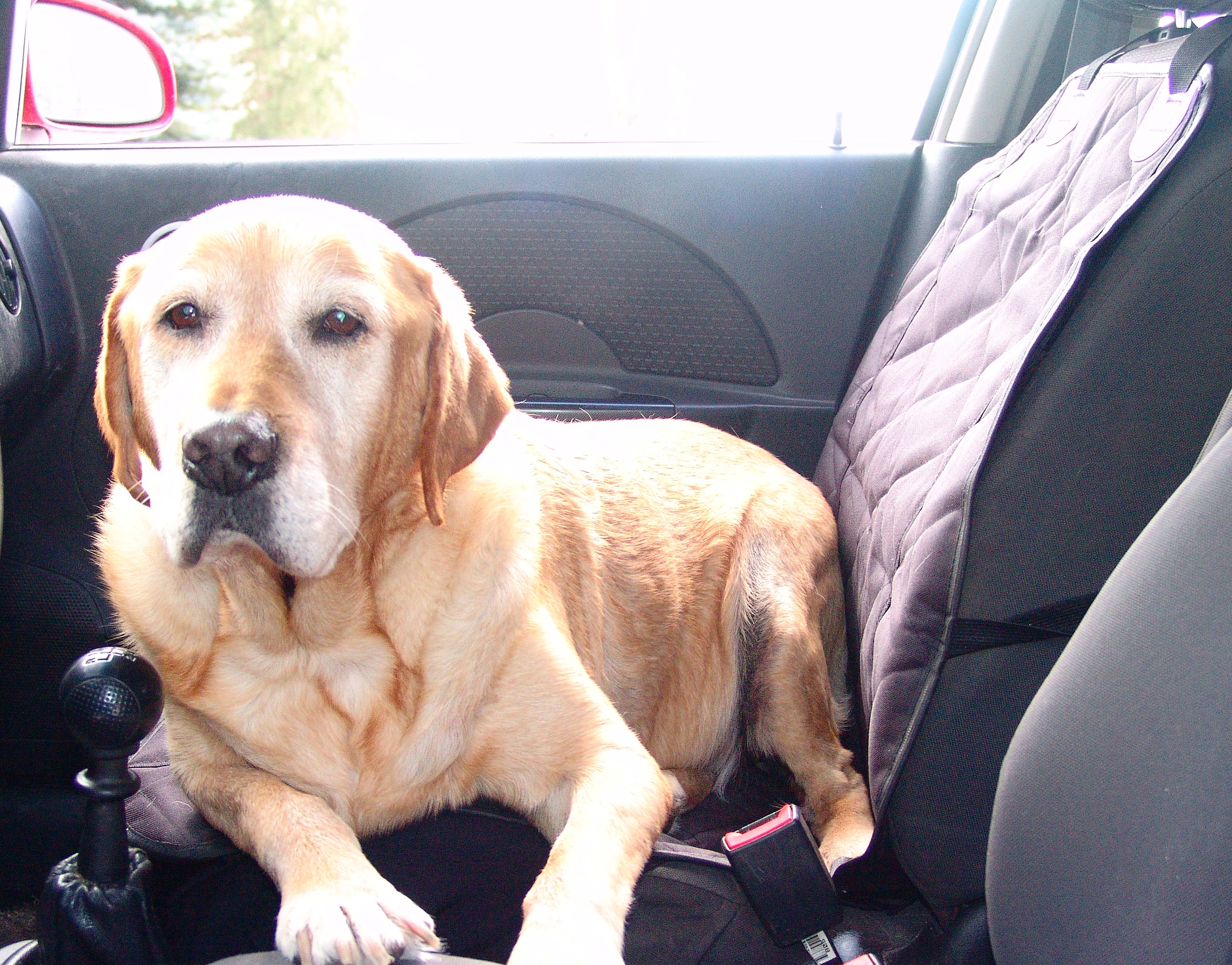 How Dog Seat Covers 4Knines Make Life Easier #seatcovers4Knines