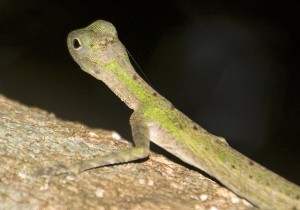 Draco Lizard, Can these lizards really fly?