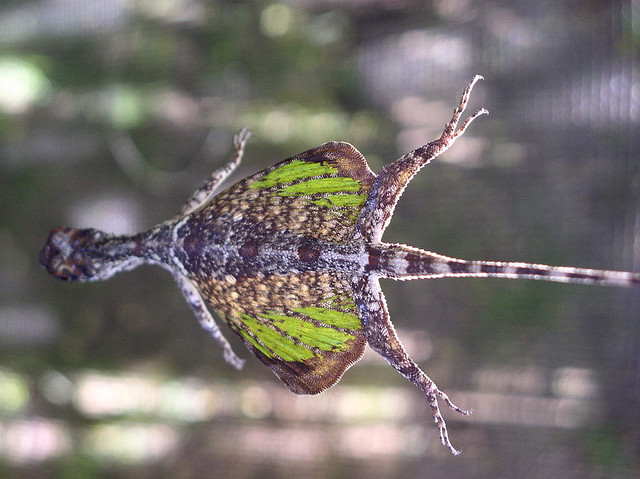 Draco Lizard, Can this tiny lizard really fly? Find out why, and how, these little dragons can become airborne. Who knew?!