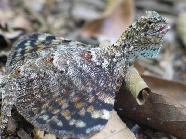 Draco Lizard, Can this tiny lizard really fly?