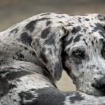 Which Dog Breeds are Prone to Canine Hip Dysplasia?