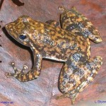 Indian Dancing Frogs, Dancing Their Way to Extinction