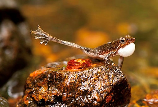 Indian Dancing Frogs