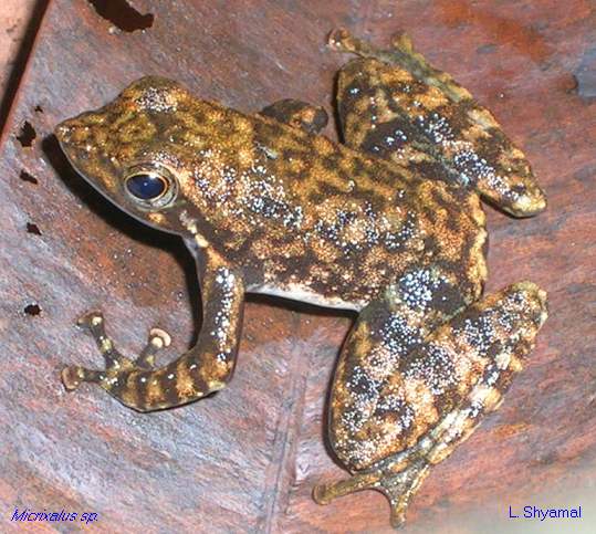 Indian Dancing Frogs