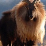 Himalayan Tahr | Can You Spot the Tahrs in This Video?