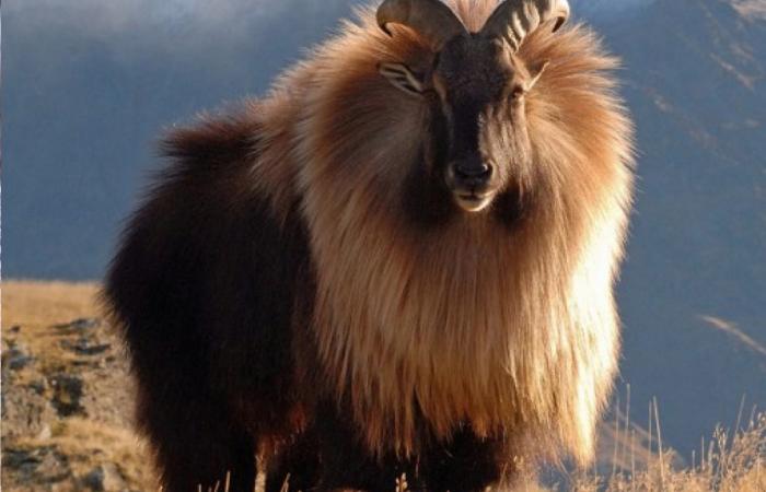 The Himalayan tahr is a close relative of the wild goat and sheep. They have specially adapted to life on the rugged mountain slopes of the Himalayas.